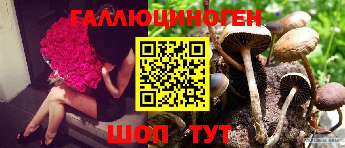 Псилоцибиновые грибы Psilocybe  Вход с VPN  что такое наркотик  Канаш 